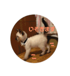ねこ 実写 スタンプ（個別スタンプ：17）