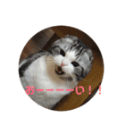 ねこ 実写 スタンプ（個別スタンプ：18）