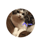ねこ 実写 スタンプ（個別スタンプ：19）
