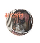 ねこ 実写 スタンプ（個別スタンプ：20）