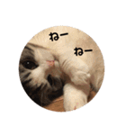 ねこ 実写 スタンプ（個別スタンプ：21）
