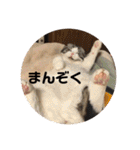 ねこ 実写 スタンプ（個別スタンプ：22）
