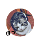 ねこ 実写 スタンプ（個別スタンプ：27）
