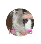 ねこ 実写 スタンプ（個別スタンプ：28）