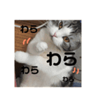 ねこ 実写 スタンプ（個別スタンプ：29）