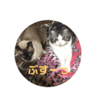 ねこ 実写 スタンプ（個別スタンプ：31）