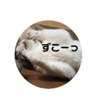 ねこ 実写 スタンプ（個別スタンプ：32）