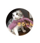 ねこ 実写 スタンプ（個別スタンプ：33）