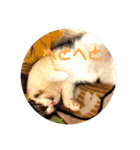ねこ 実写 スタンプ（個別スタンプ：34）