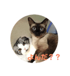 ねこ 実写 スタンプ（個別スタンプ：35）