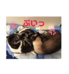 ねこ 実写 スタンプ（個別スタンプ：36）