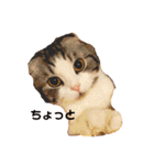 ねこ 実写 スタンプ（個別スタンプ：38）