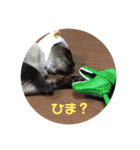 ねこ 実写 スタンプ（個別スタンプ：40）