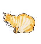ぽっちゃり猫のトラちゃん（個別スタンプ：5）