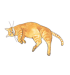 ぽっちゃり猫のトラちゃん（個別スタンプ：10）