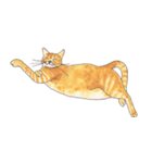 ぽっちゃり猫のトラちゃん（個別スタンプ：11）