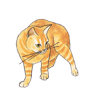 ぽっちゃり猫のトラちゃん（個別スタンプ：25）