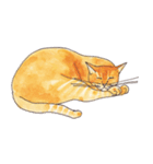 ぽっちゃり猫のトラちゃん（個別スタンプ：30）