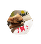 すみれのチワワスタンプ②（個別スタンプ：2）