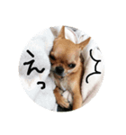 すみれのチワワスタンプ②（個別スタンプ：3）