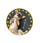 すみれのチワワスタンプ②（個別スタンプ：6）