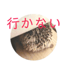 こてちまスタンプ2（個別スタンプ：8）