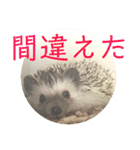 こてちまスタンプ2（個別スタンプ：12）