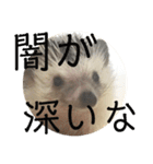 こてちまスタンプ2（個別スタンプ：13）