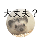 こてちまスタンプ2（個別スタンプ：16）