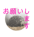 こてちまスタンプ2（個別スタンプ：20）