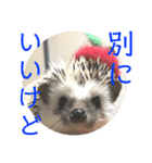 こてちまスタンプ2（個別スタンプ：21）