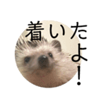 こてちまスタンプ2（個別スタンプ：26）