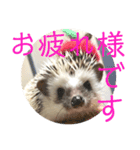 こてちまスタンプ2（個別スタンプ：30）