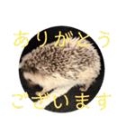 こてちまスタンプ2（個別スタンプ：33）