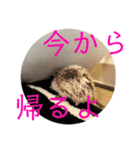 こてちまスタンプ2（個別スタンプ：34）