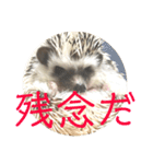 こてちまスタンプ2（個別スタンプ：37）