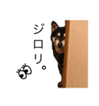 黒柴りき5（個別スタンプ：5）