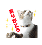 猫でコミュニケーション（個別スタンプ：1）