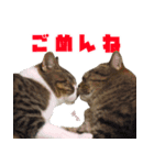 猫でコミュニケーション（個別スタンプ：2）