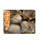 猫でコミュニケーション（個別スタンプ：3）