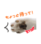 猫でコミュニケーション（個別スタンプ：5）