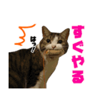 猫でコミュニケーション（個別スタンプ：6）