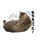 猫でコミュニケーション（個別スタンプ：7）