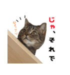 猫でコミュニケーション（個別スタンプ：8）