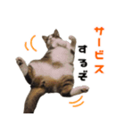 猫でコミュニケーション（個別スタンプ：9）