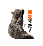 猫でコミュニケーション（個別スタンプ：10）