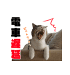 猫でコミュニケーション（個別スタンプ：11）