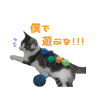 猫でコミュニケーション（個別スタンプ：12）