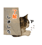猫でコミュニケーション（個別スタンプ：13）