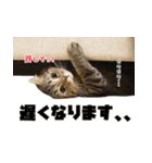 猫でコミュニケーション（個別スタンプ：14）